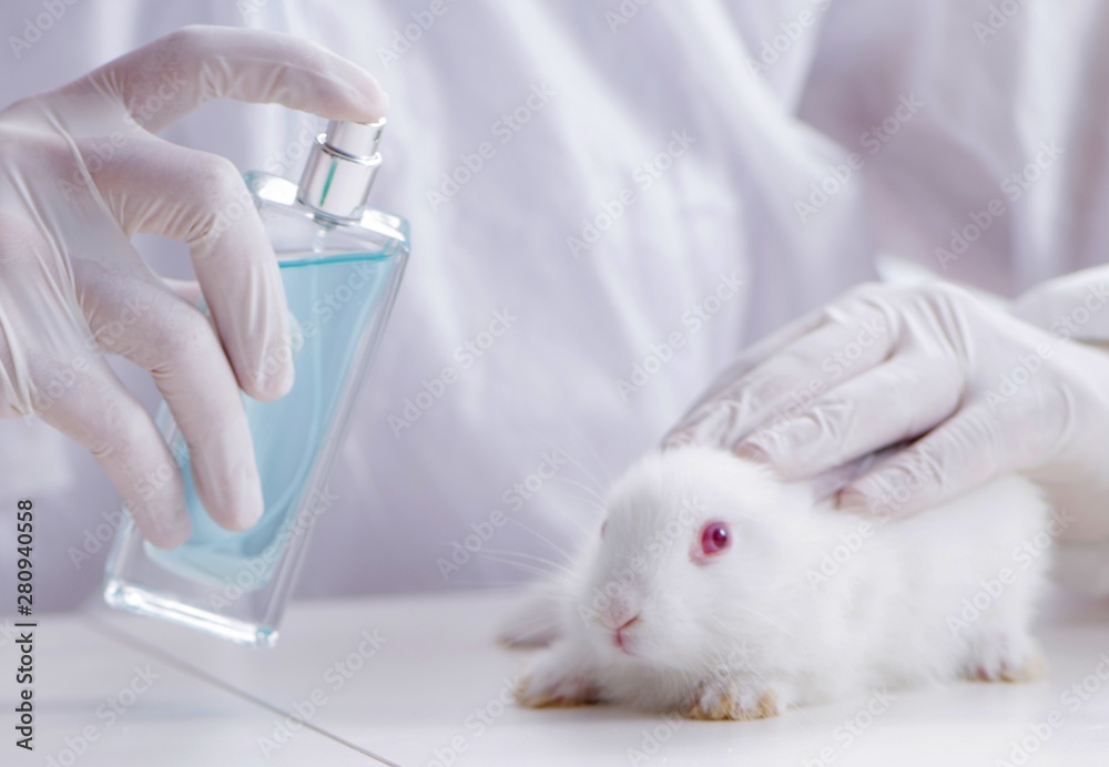 Obraz premium White rabbit in scientific lab experiment