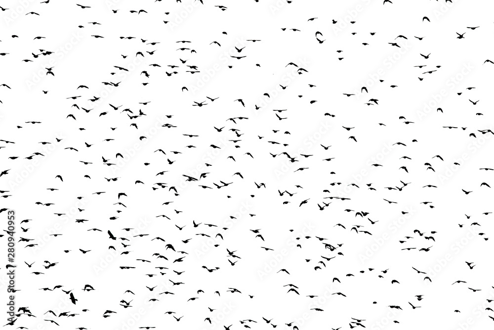 silhouettes of numerous starlings birds spread their wings fly in the distance in a large flock against a white isolated