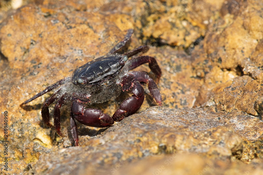 Purple Shore Crab on the limestone rock at Busaiteen coast, Bahrain 