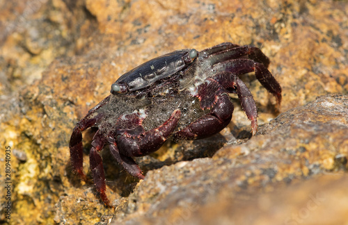 Purple Shore Crab on the limestone rock at Busaiteen coast  Bahrain 
