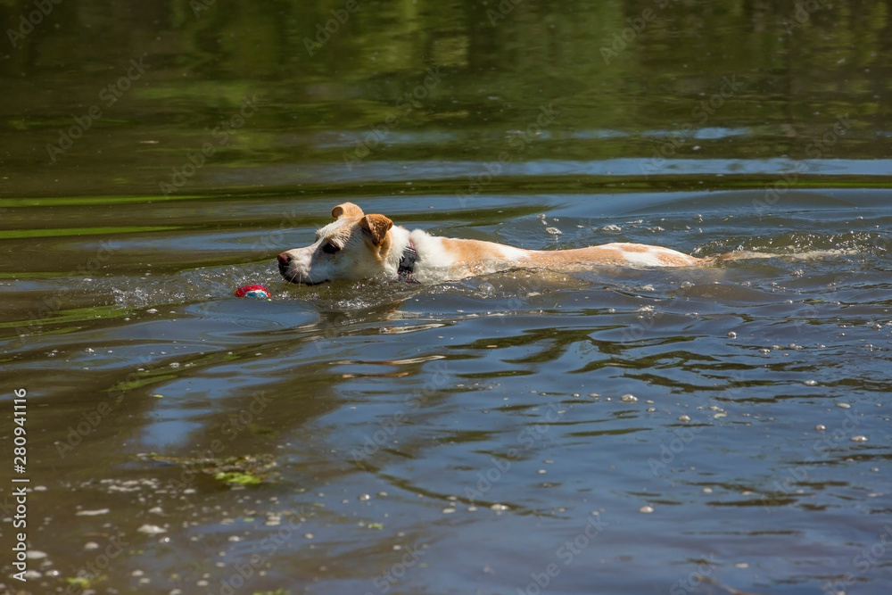 Husky Labrador Retriever mixed breed dog playing and swimming in a pond on a sunny summer day. Husky Labrador Retriever mixed breed dog playing and swimming in a pond on a sunny summer day.
