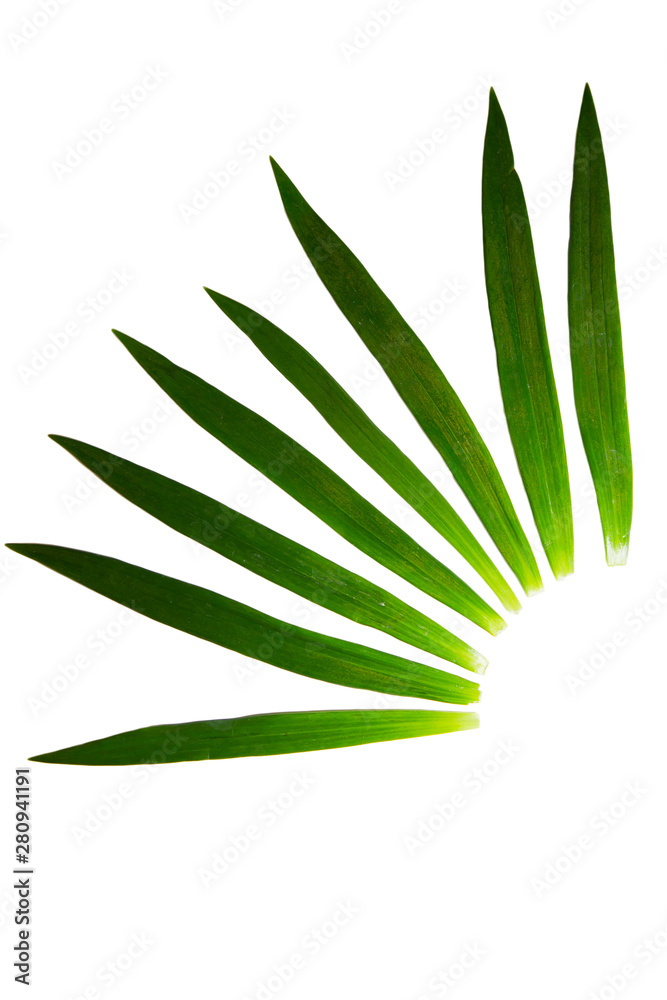 long green plant leafs arranged in shape of fan/particle circle long green plant leafs arranged in shape of fan/particle circle