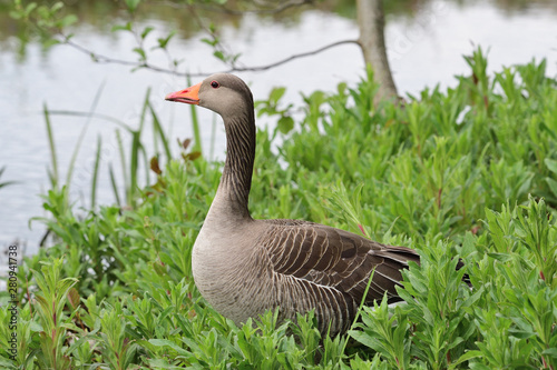 Portrait of a greylag goose (anser anser) stanging by the waters edge photo