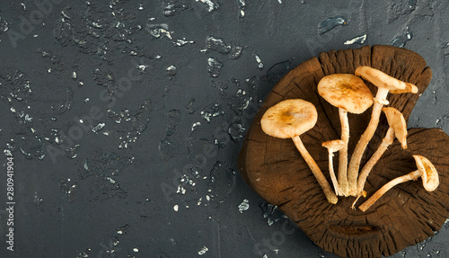 Fresh mushrooms with spices and herbs on black board. View from above. Copy space.