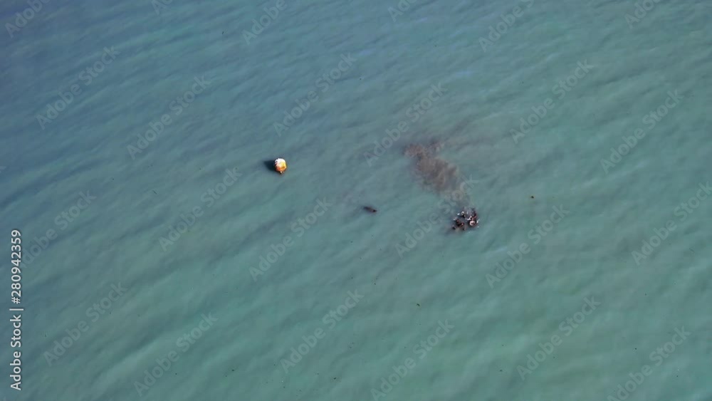 Pod of seals playing at the murky waters of Valdez Alaska, aerial shot Pod of seals playing at the murky waters of Valdez Alaska, aerial shot