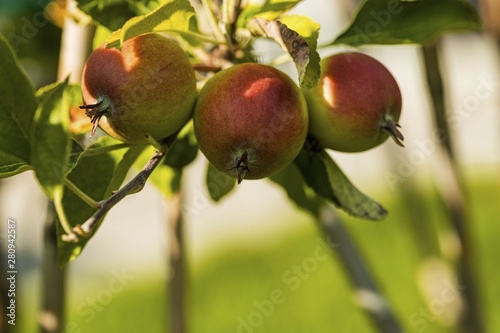 Close up macro view of apple getting mature. Healthy food concept. Beautiful nature background.