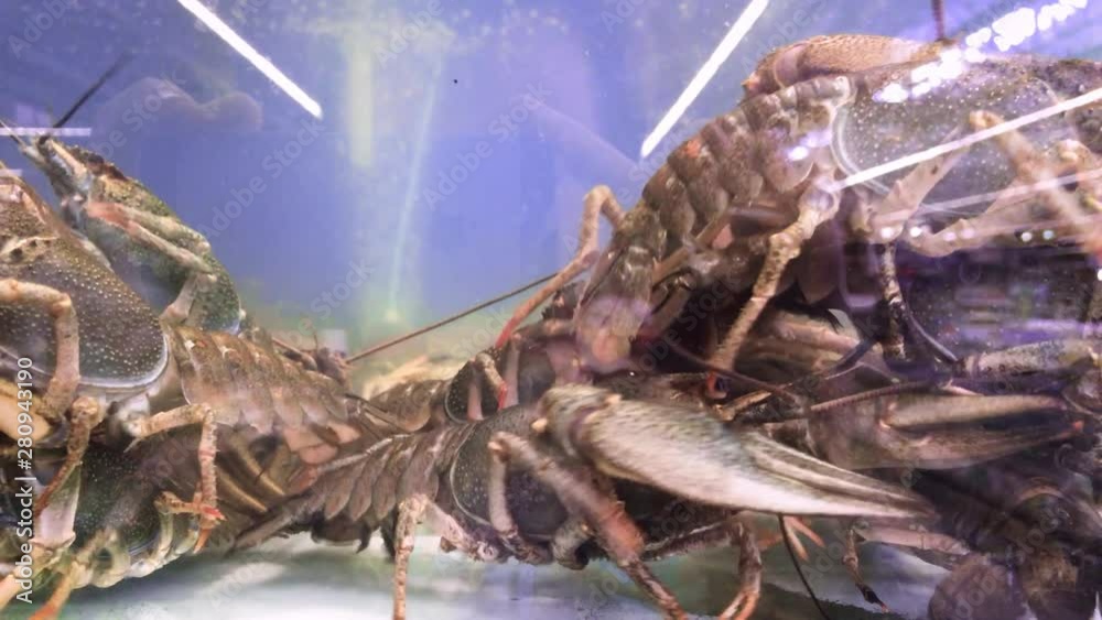 Fish market. Live crayfish in clear water. Fresh seafood. Morning catch.