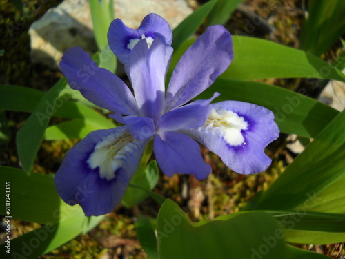 Wood Iris