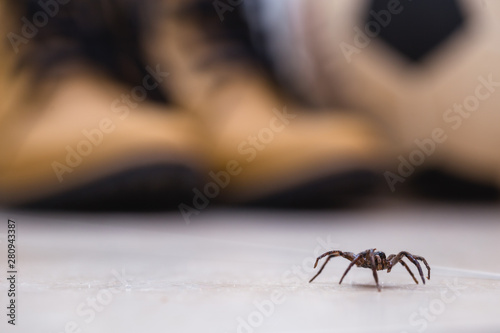 brown spider, poisonous arachnid walking on the ground. Risk concept, danger indoors, arachnophobia.