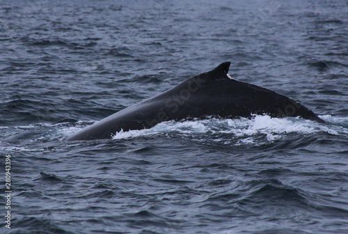 Sideview of the back from a male humpback whale, megaptera novaeangliae, with many scars visible