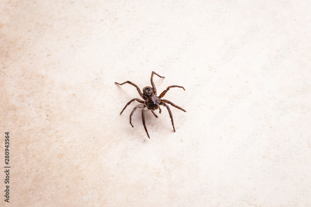 brown spider, poisonous arachnid walking on the ground. Risk concept, danger indoors, arachnophobia. brown spider, poisonous arachnid walking on the ground. Risk concept, danger indoors, arachnophobia.