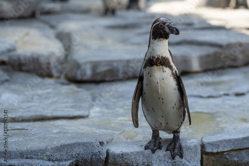 penguins on a rock