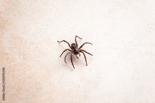 brown spider, poisonous arachnid walking on the ground. Risk concept, danger indoors, arachnophobia.