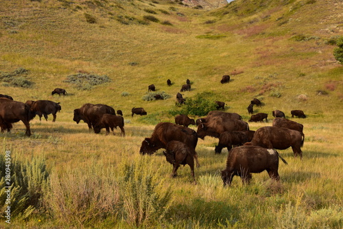 Herd of buffalo roaming and grazing the plains of North Dakota. © Tom