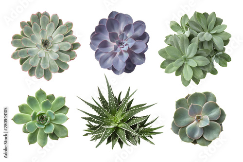 collection of various succulents isolated on a white background, decorative botanical design elements, top view / flat lay