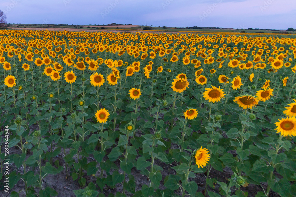 Obraz premium Sunflowers field