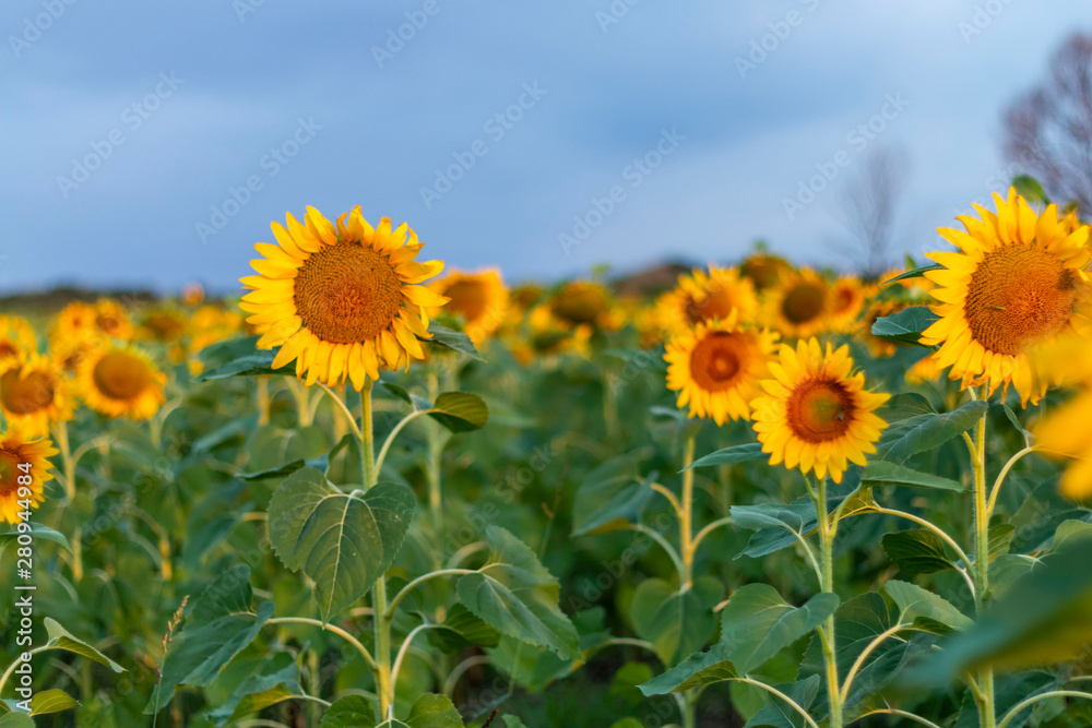 Sunflowers field