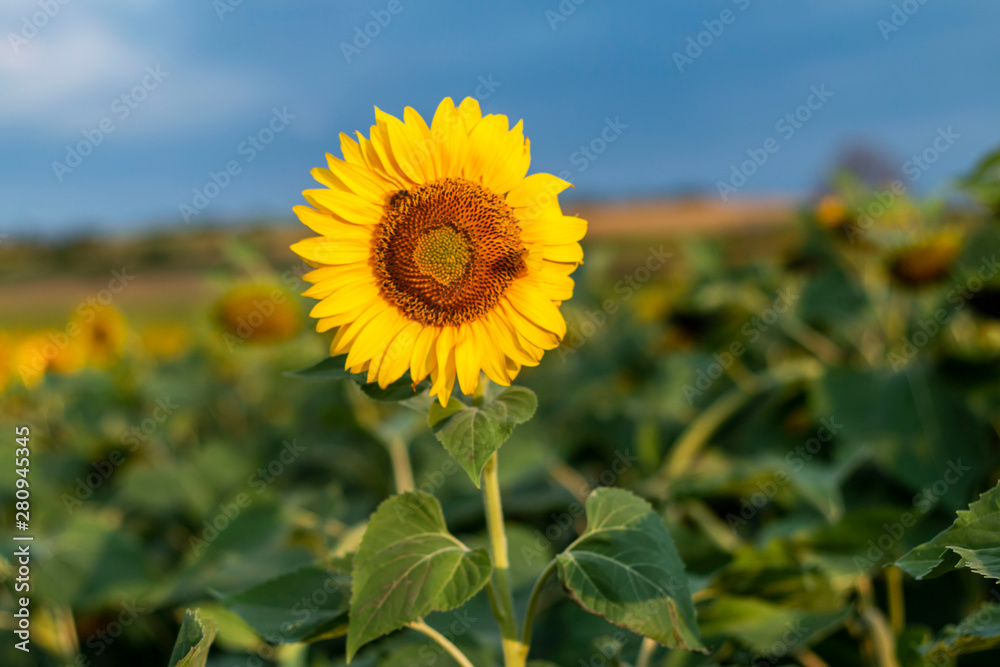 Fototapeta premium Sunflowers field