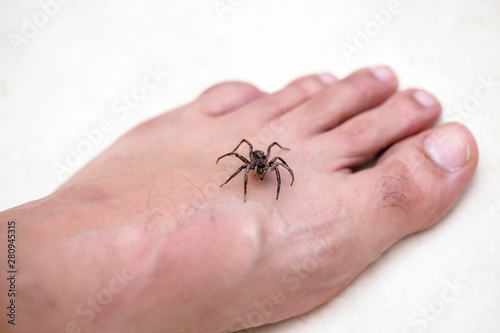 Brown spider attacking person. Venomous spider biting foot, spider bite, bite of venomous animal. Arachnophobia.