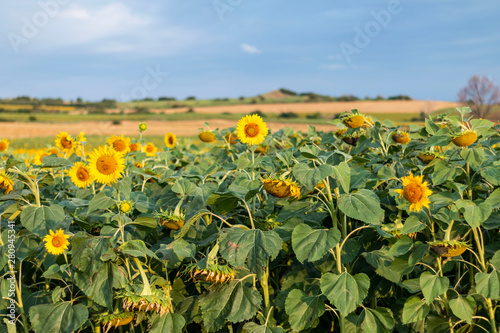 Sunflowers field © stocktr