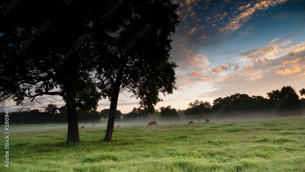 Cattle grazing in a green pasture at dawn