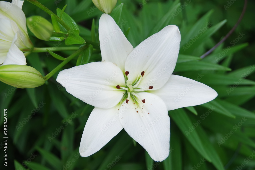 Obraz premium white flower