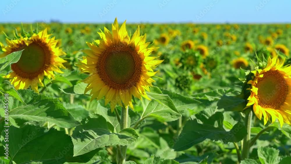 sunflowers dancing in the wind on a Argentinian field sunflowers dancing in the wind on a Argentinian field