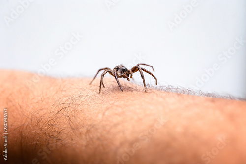 poisonous spider over person arm, poisonous spider biting person, concept of arachnophobia, fear of spider. Spider Bite.
