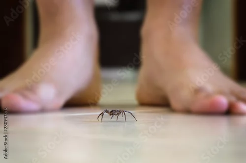 Fototapeta na wymiar Poisonous spider indoors, dangerous venomous animal. Aracanophobia concept, care to avoid spiders