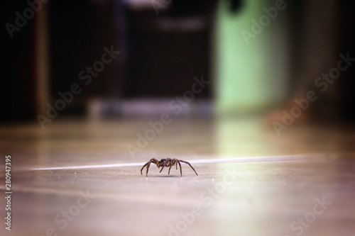 brown spider, poisonous arachnid walking on the ground. Risk concept, danger indoors, arachnophobia. © RHJ