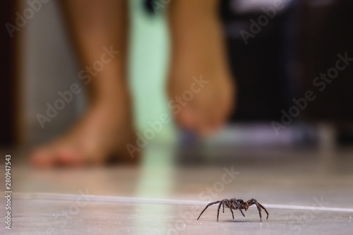 Poisonous spider indoors, dangerous venomous animal. Aracanophobia concept, care to avoid spiders © RHJ