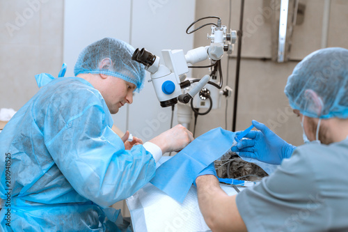 Veterinary ophthalmologist do surgery on dog injured eye