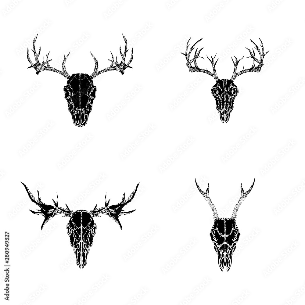 Vector set of hand drawn skulls of horned animals: roe deer, stag and ...
