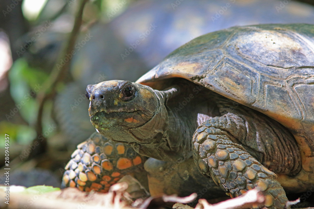 Close up of a yellow footed turtle, Chelonoidis denticulata with some of the scales clearly visible Close up of a yellow footed turtle, Chelonoidis denticulata with some of the scales clearly visible