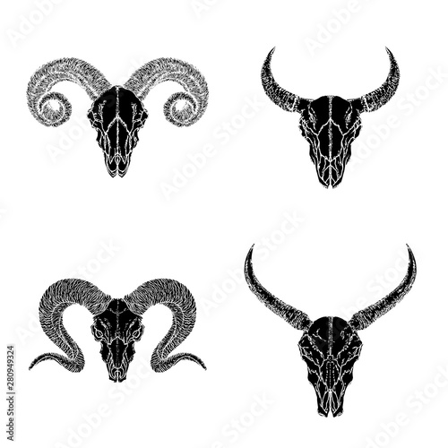 Vector set of hand drawn skulls of horned animals: wild buffalo, bull and rams on white background.