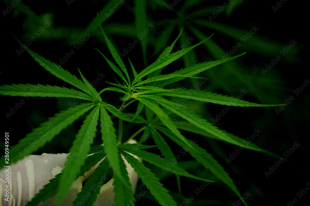 Green leaf of marijuana in a hand Green leaf of marijuana in a hand