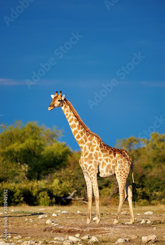 Photography Giraffe in the savannah.