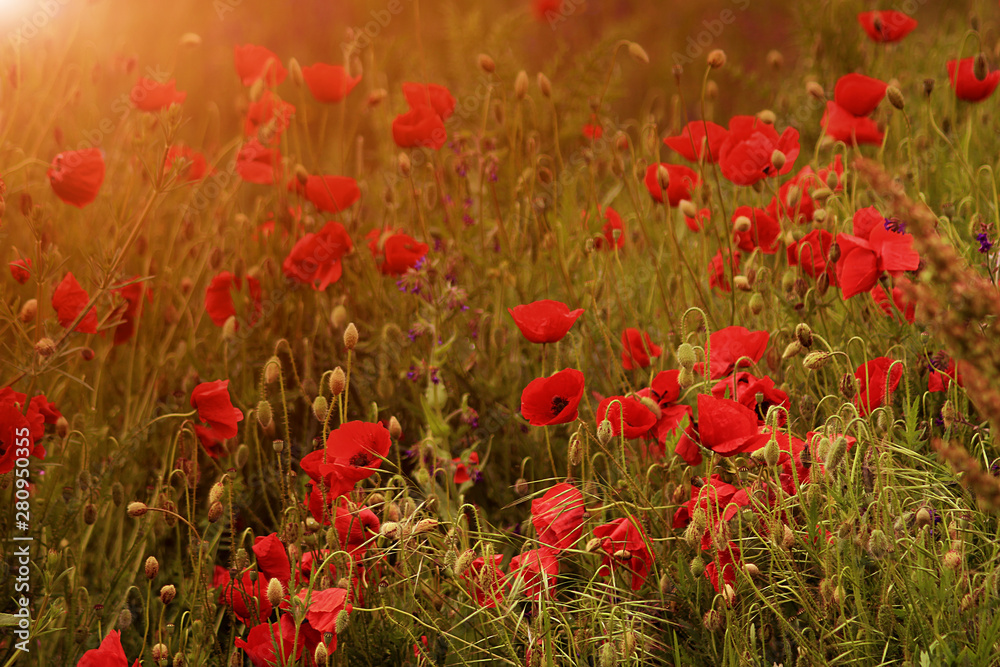 Obraz premium Poppies in the field