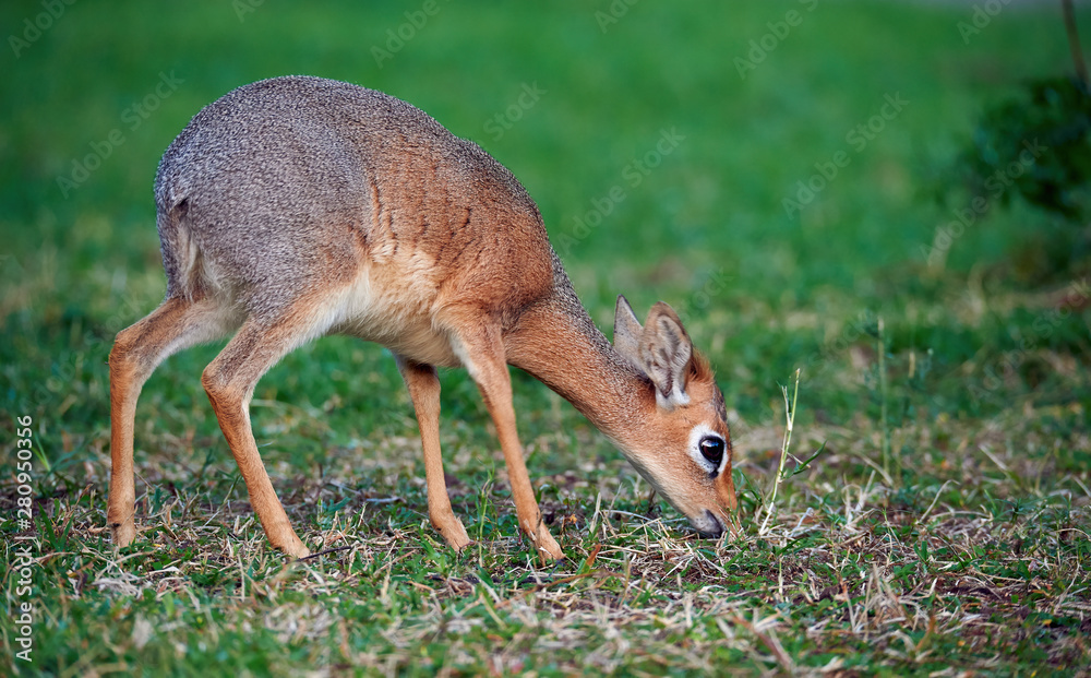 Fototapeta premium Namaqua dik dik