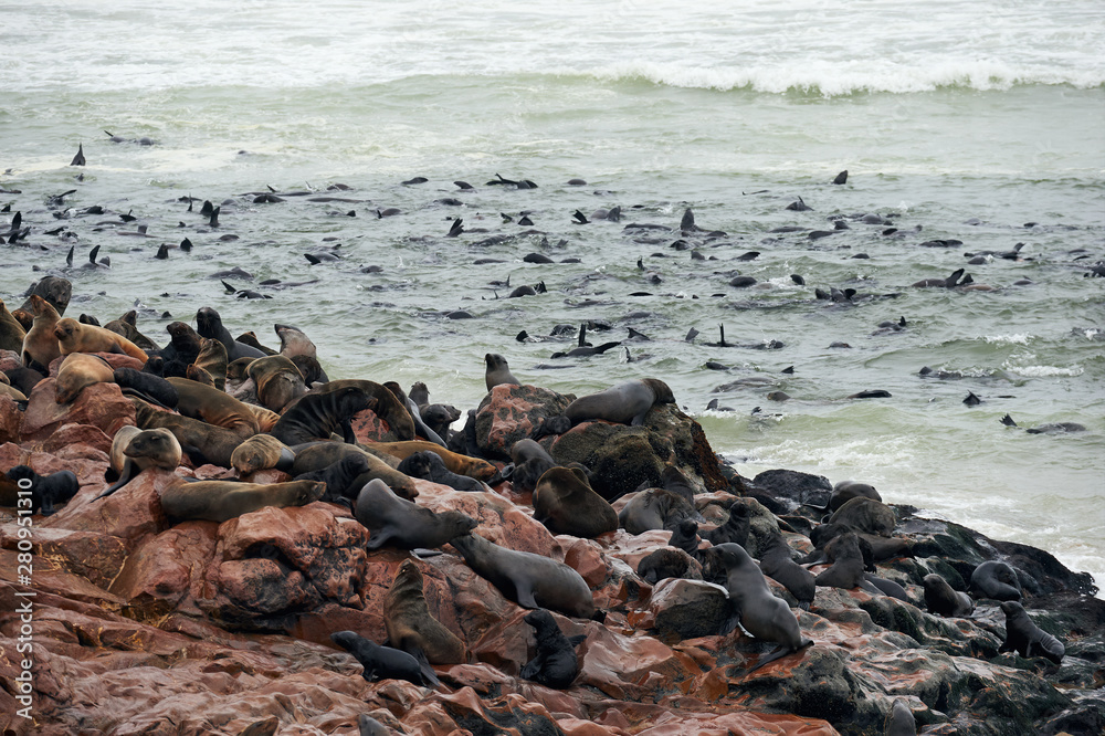 Colony of fur seals in Namibia