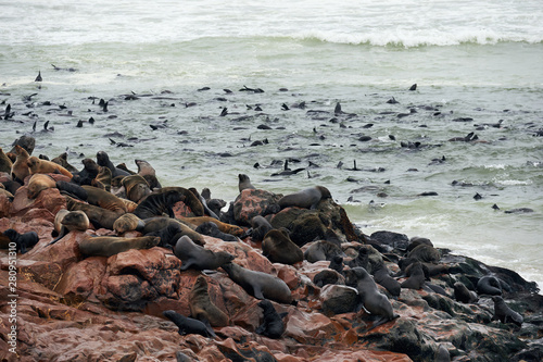 Colony of fur seals in Namibia © lucaar