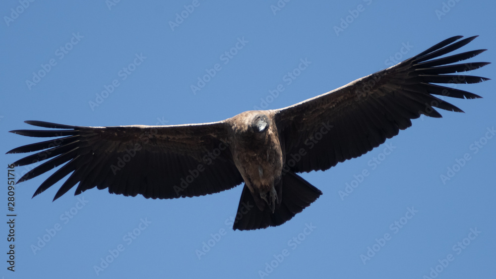 Naklejka premium Front of condor