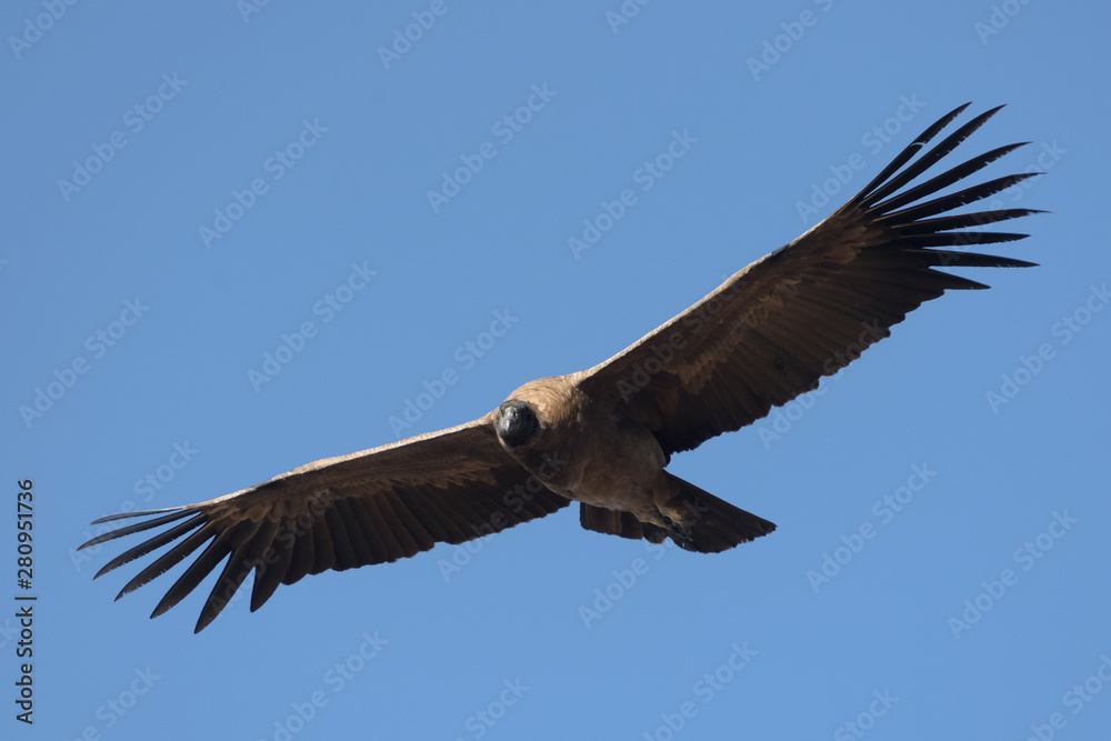 Front side view of a  condor