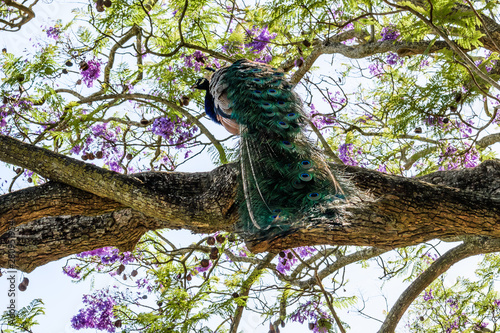 Indian peacock (pavo cristatus) on top of jacarandá tree branches photo