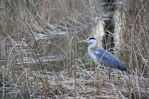 A grey heron, Ardea cinerea, standing in the reeds next to the water in winter