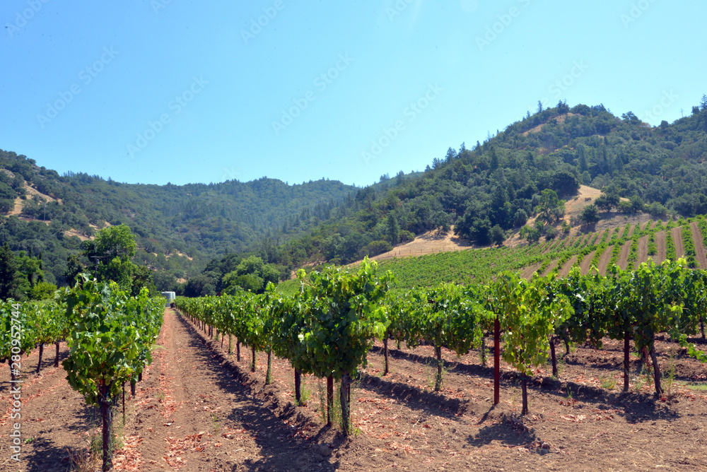 Napa Valley Wine Vineyard