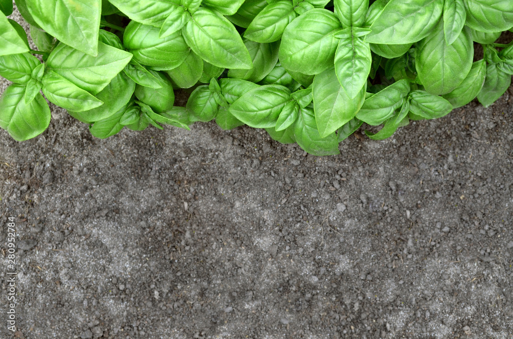 Naklejka premium Fresh green basil and black soil as a nature background. Top view, copy space