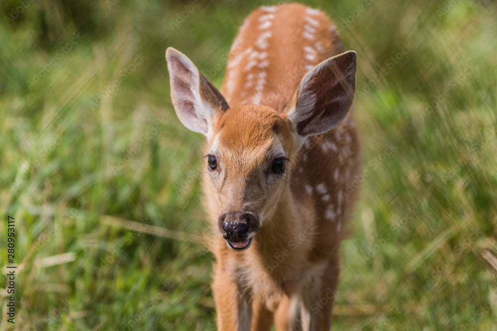 Young deer, Cervidae, standing in grass on a sunny summer afternoon Young deer, Cervidae, standing in grass on a sunny summer afternoon