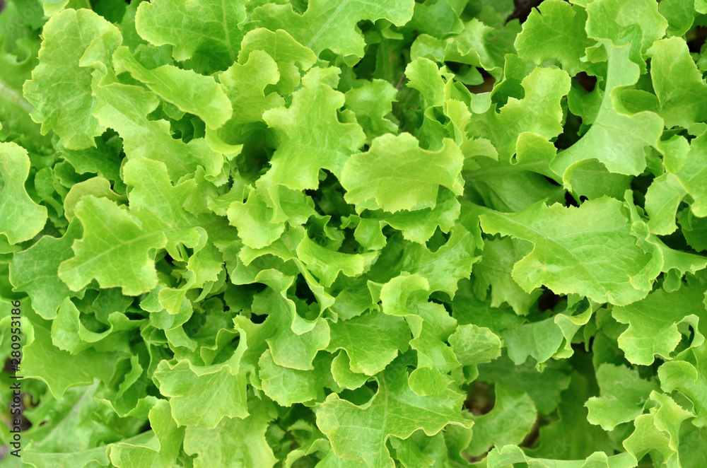 Fresh green salad as a nature background. Close-up, top view Fresh green salad as a nature background. Close-up, top view