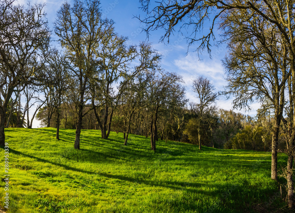 A forest in spring with green grass and moss hanging in the trees.